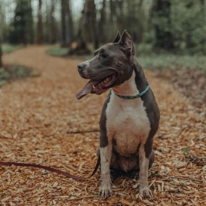 Halsumfang für die Hunderasse American Staffordshire Terrier