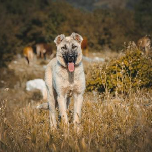 Anatolian Shepherd Dog (Kangal) - Charakter & Größe