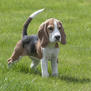 Halsumfang für die Hunderasse Beagle