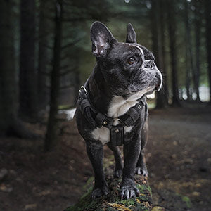 Hunderasse Französische Bulldogge - Halsumfang & Rückenlänge