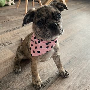 frenchie bulldogge mit hundehalstuch pink rosa mit punkten