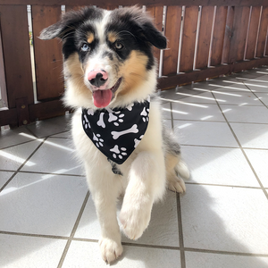 Buddy Bandana Hundehalstuch Schwarz Weiss mit Scrunchie und Haarband für Aussi und verschiedene Hunderassen